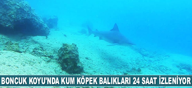 Kum köpek balıkları 24 saat izleniyor