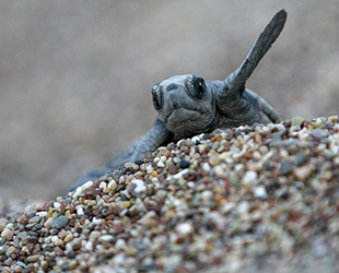 Antalya'da caretta yumurtaları için nöbet başladı