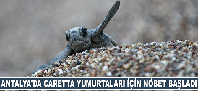 Antalya'da caretta yumurtaları için nöbet başladı