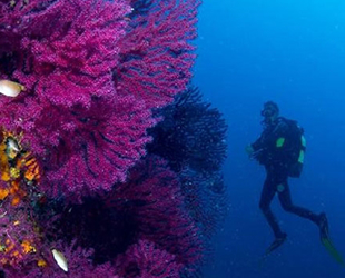 Ayvalık’ın kırmızı mercanları keşfedilmeyi bekliyor