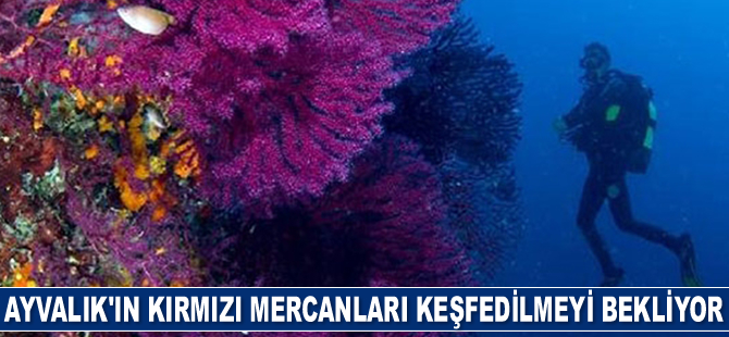 Ayvalık’ın kırmızı mercanları keşfedilmeyi bekliyor