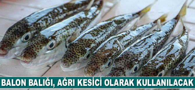 Balon balığı, ağrı kesici olarak kullanılacak