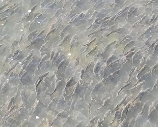 Van Gölü’nde inci kefalinin göçü sürüyor