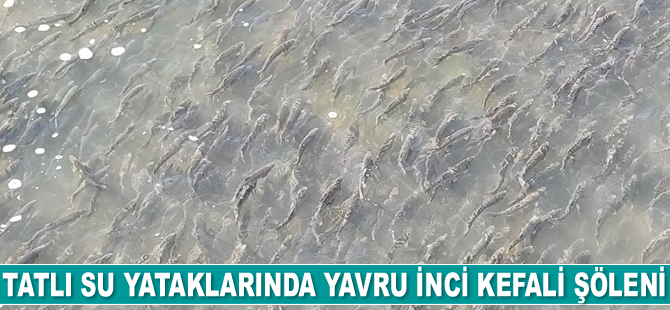 Van Gölü’nde inci kefalinin göçü sürüyor