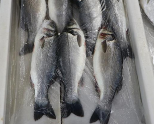 Deniz salyası nedeniyle balık fiyatları düşmüyor