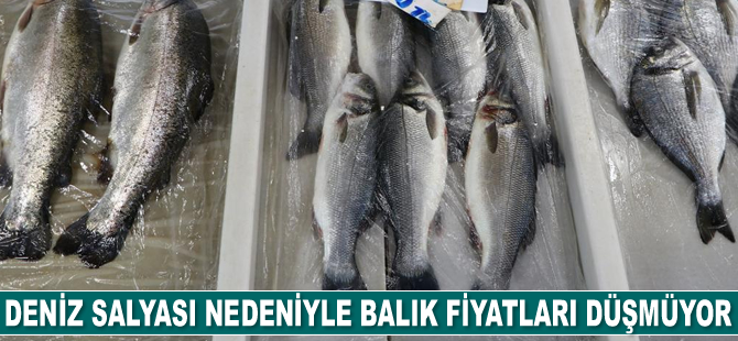 Deniz salyası nedeniyle balık fiyatları düşmüyor