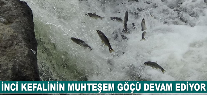 İnci kefalinin muhteşem göçü devam ediyor