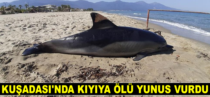 Kuşadası’nda kıyıya ölü yunus vurdu