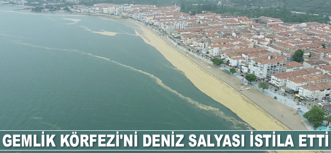 Gemlik Körfezi’ni deniz salyası istila etti