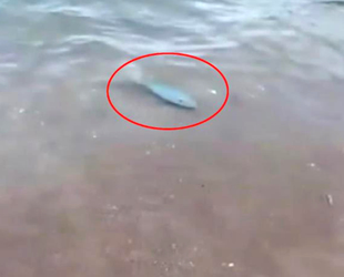 Balon balığı, bu kez Adrasan Sahili'nde görüntülendi