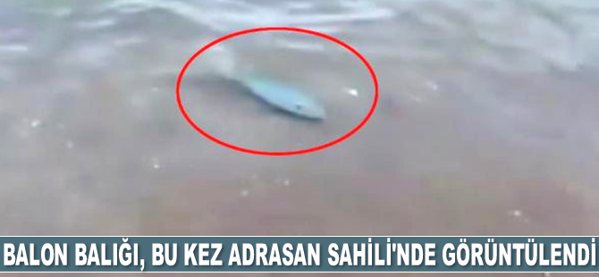 Balon balığı, bu kez Adrasan Sahili'nde görüntülendi