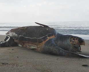 Kıyıya yakın atılan ağlar, kaplumbağaların ölümüne sebep oluyor