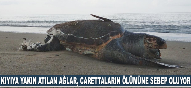 Kıyıya yakın atılan ağlar, kaplumbağaların ölümüne sebep oluyor