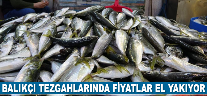 Balıkçı tezgahlarında fiyatlar el yakıyor
