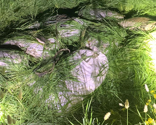 Kaçak avlanan 1.2 ton inci kefali ele geçirildi