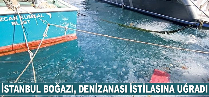 İstanbul Boğazı, denizanası istilasına uğradı