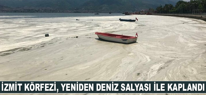 İzmit Körfezi, yeniden deniz salyası ile kaplandı