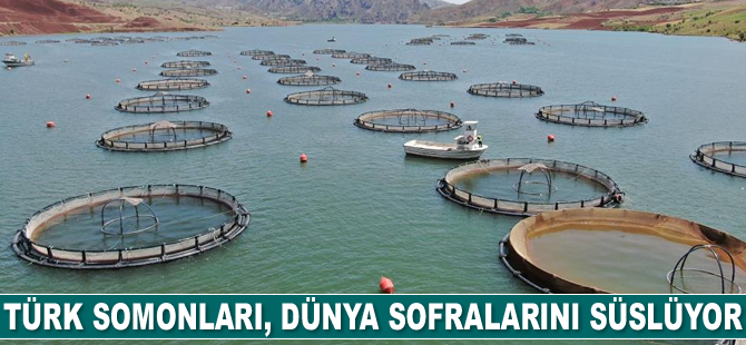 Türk somonları, dünya sofralarını süslüyor
