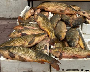 Kızılırmak’tan kaçak balık tutan şüpheli yakalandı