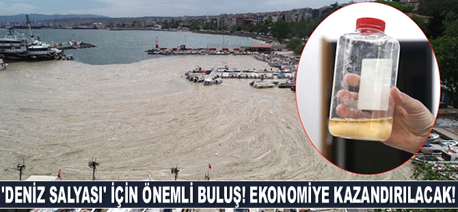 Deniz salyasının ekonomiye kazandırılması için çalışma başlatıldı