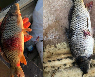 Balıklarda parazite rastlandı, ‘Tüketmeyin’ uyarısı yapıldı