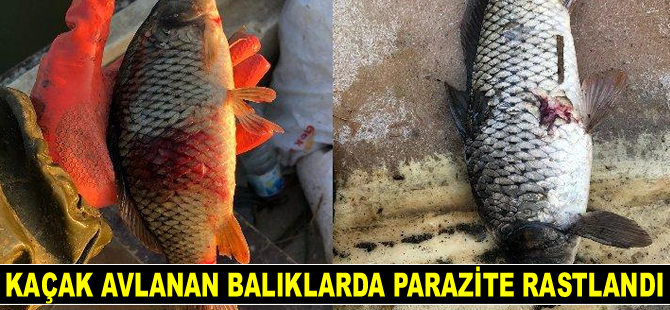 Balıklarda parazite rastlandı, ‘Tüketmeyin’ uyarısı yapıldı