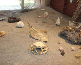 Çukurova’nın ilk deniz canlıları müzesi Mersin’de açılıyor