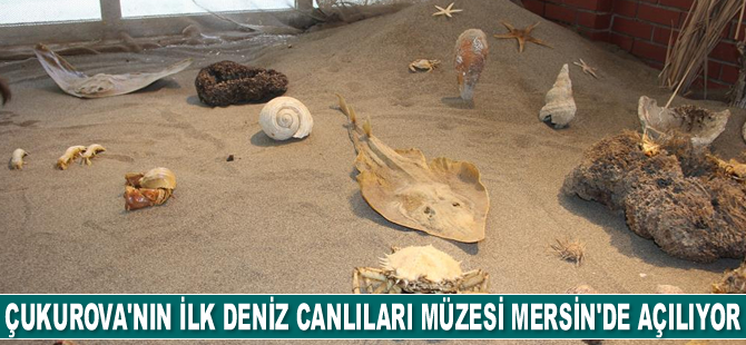 Çukurova’nın ilk deniz canlıları müzesi Mersin’de açılıyor
