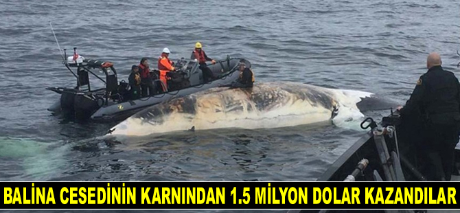 Balıkçılar, balina cesedinin karnından 1.5 milyon dolar kazandılar