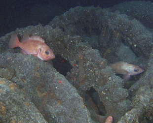 1913'te kaybolan DS Malmberget isimli geminin enkazı tesadüfen bulundu