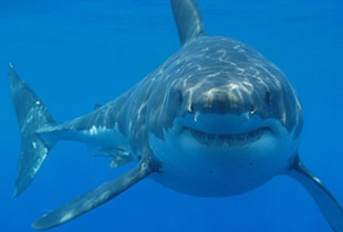 Köpekbalığı saldırısına ilişkin açıklama yapıldı