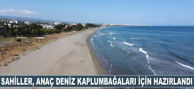 Doğu Akdeniz sahilleri anaç deniz kaplumbağaları için hazırlandı