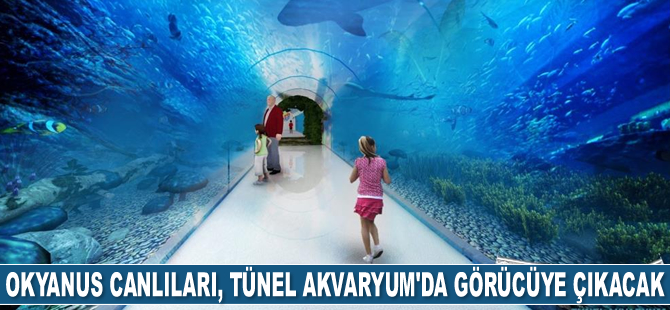 Okyanus canlıları, Tünel Akvaryum’da görücüye çıkacak