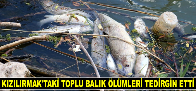 Kızılırmak'taki toplu balık ölümleri tedirgin etti