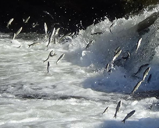 İnci kefalinin zorlu yolculuğu devam ediyor