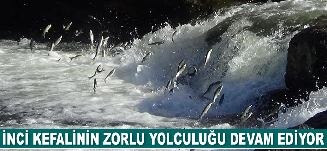 İnci kefalinin zorlu yolculuğu devam ediyor