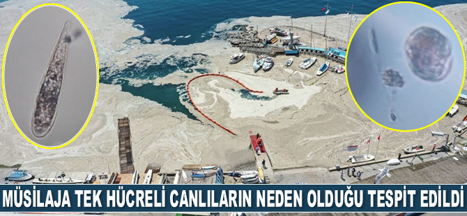 Müsilaja tek hücreli canlıların neden olduğu tespit edildi