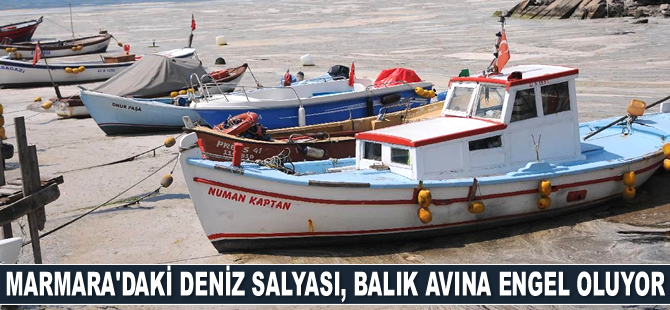 Deniz salyası, balık avına engel oluyor