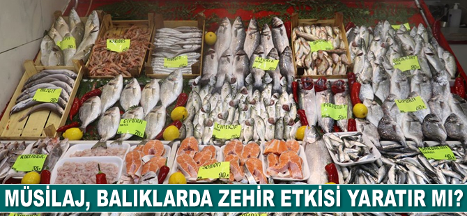 Müsilaj balıklarda zehir etkisi yaratır mı?