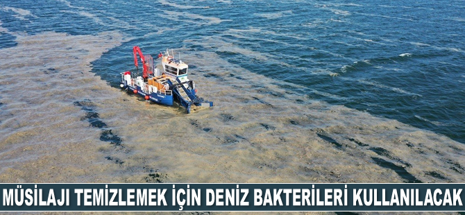 İstanbul Üniversitesi, müsilajı temizlemek için deniz bakterilerini kullanacak