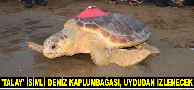 ‘Talay’ isimli deniz kaplumbağası, uydudan izlenecek