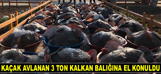Kaçak avlanan 3 ton kalkan balığına el konuldu