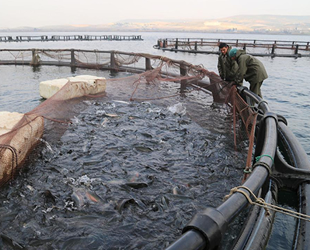 Bazı su ürünleri gözetime tabi olacak