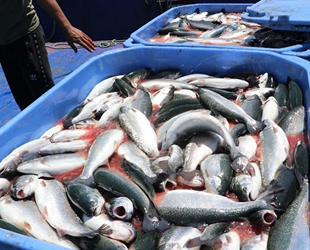 Samsun’da ‘Türk somonu’ hasadı tamamlandı