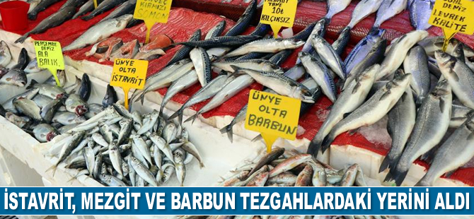 İstavrit, mezgit ve barbun tezgahlardaki yerini aldı