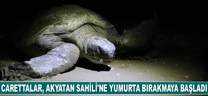 Carettalar, Akyatan Sahili'ne yumurta bırakmaya başladı
