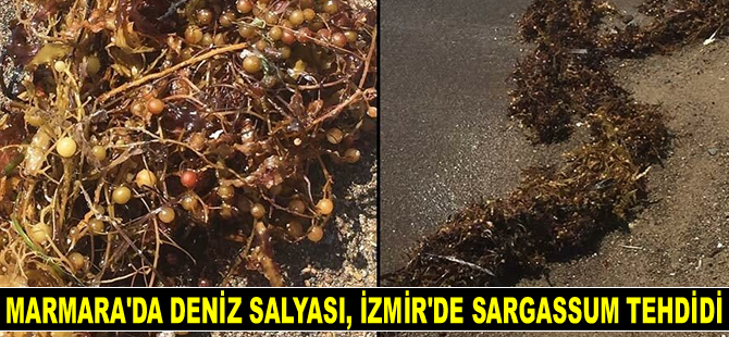 İzmir'de görülen deniz yosunları endişe yaratıyor
