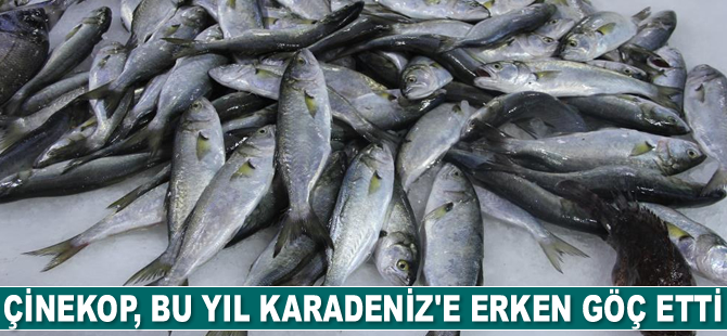 Çinekop, Karadeniz’e erken göç etti
