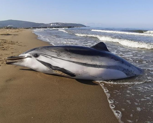 Pamucak sahilinde çizgili yunus ölüsü kıyıya vurdu