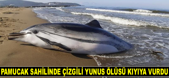Pamucak sahilinde çizgili yunus ölüsü kıyıya vurdu